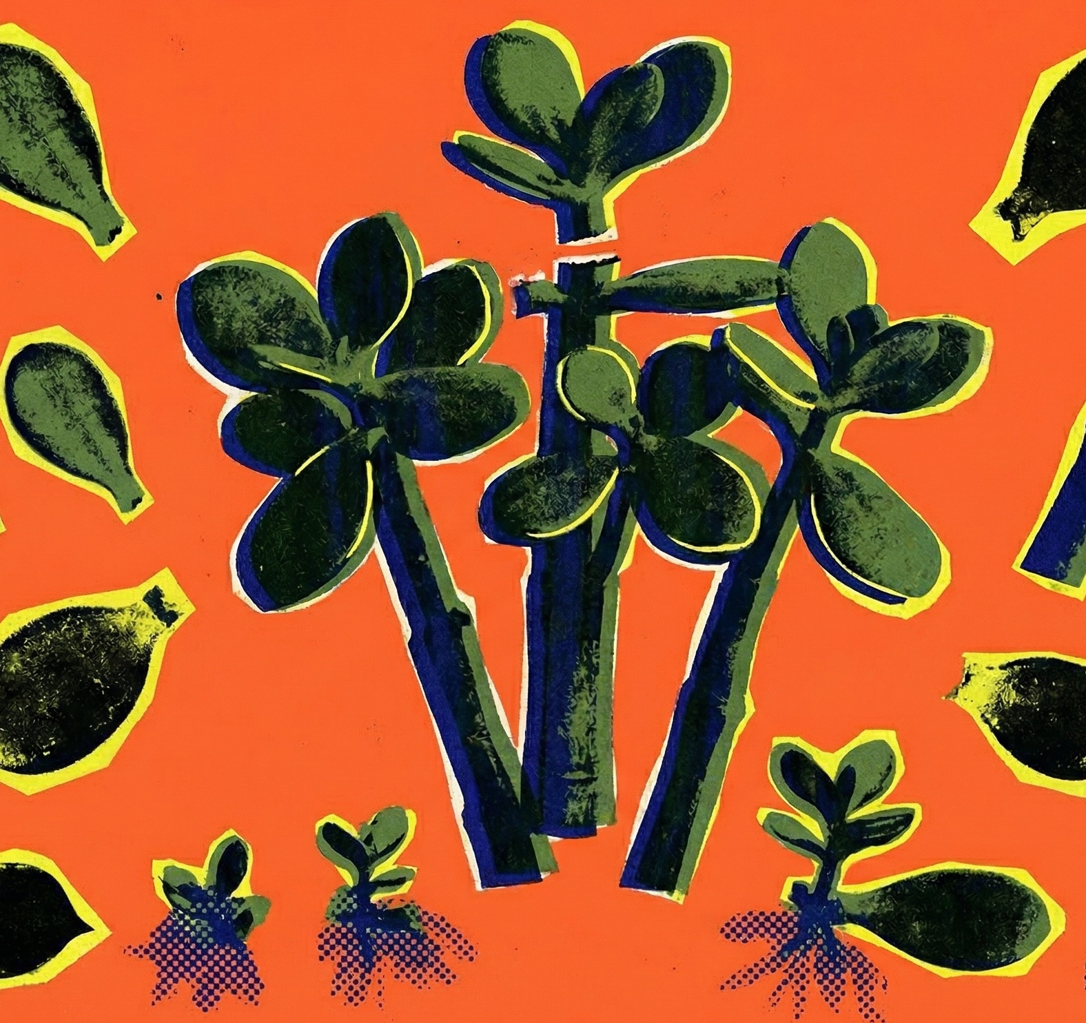 Jade Plant (Crassula ovata)